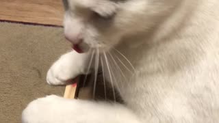 Stubborn cat on my puzzle!