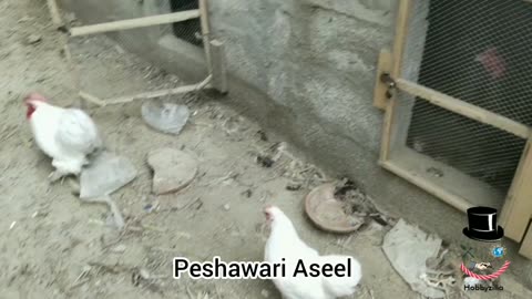 Fancy Birds - Pakistan