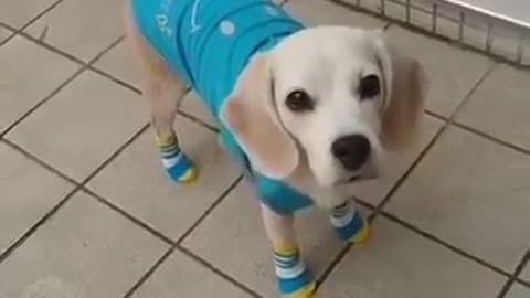 Short funny dog video