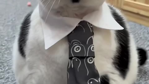 Cute little animals7