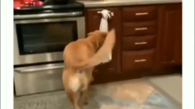 A dog's daily routine