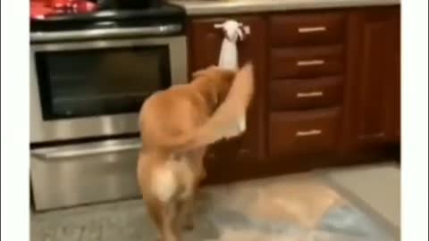 A dog's daily routine