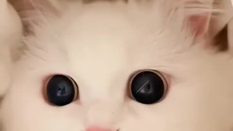 Funny And cute Cats video