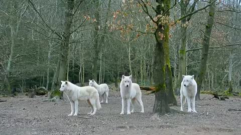Howling Wolves
