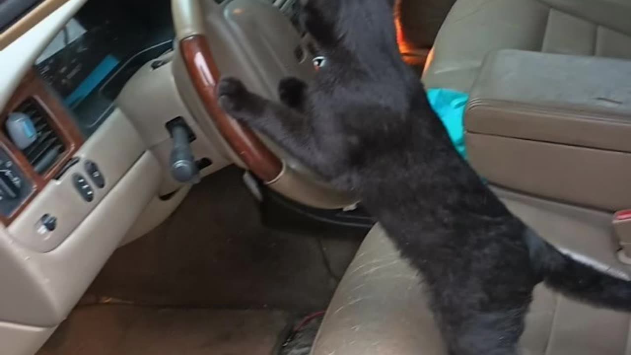 Catch him driving furry