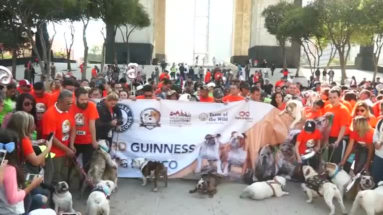 Bulldogs parade through Mexico City in hopes of setting world record