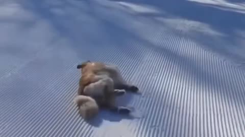 A Funny Dog Sleeping On The Ice