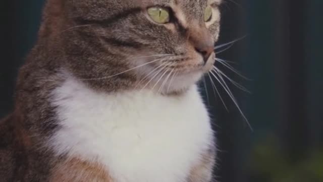 Funny cats funny video 2022