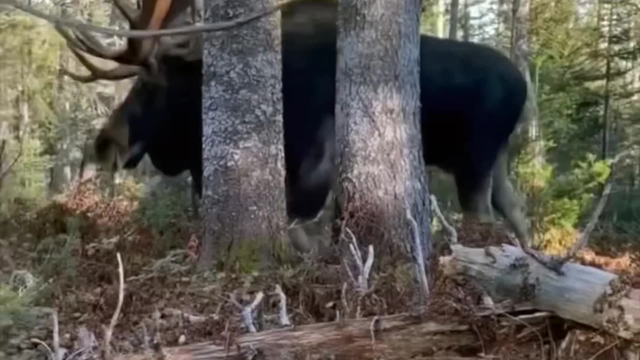 Moose |One Of The Tallest Animals On The Planet