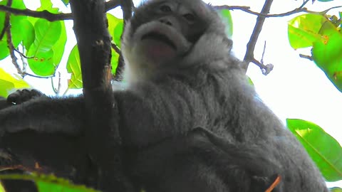 Funny animals monkey 2023