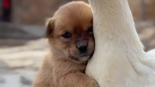 Duck and dog love.. heating together....