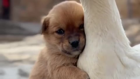 Duck and dog love.. heating together....