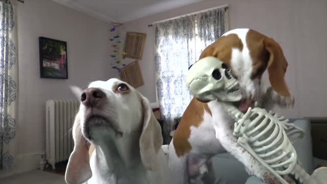 Dog vs Mini Skeletons Halloween Prank Funny Dogs Maymo & Potpie's Skeleton Invasion