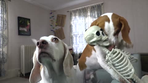 Dog vs Mini Skeletons Halloween Prank Funny Dogs Maymo & Potpie's Skeleton Invasion