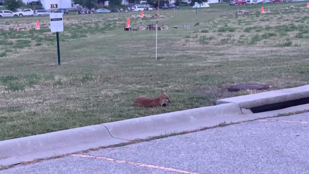 A Wild Fox 🦊 Just Chilling and Watching Fireworks