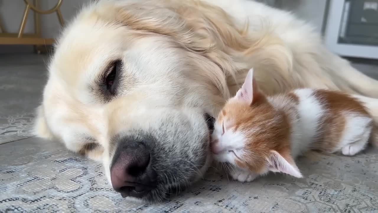 How a Tiny Kitten Wakes up a Golden Retriever