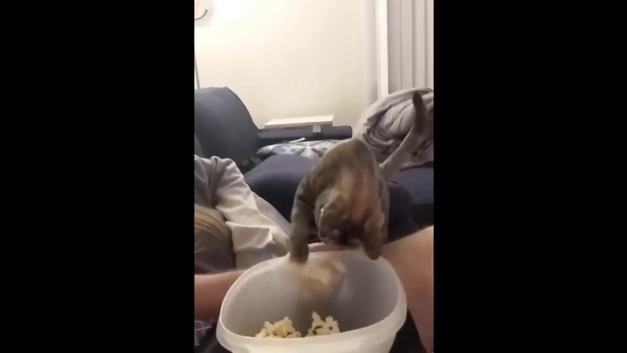 Kitten Who Loves Snacks