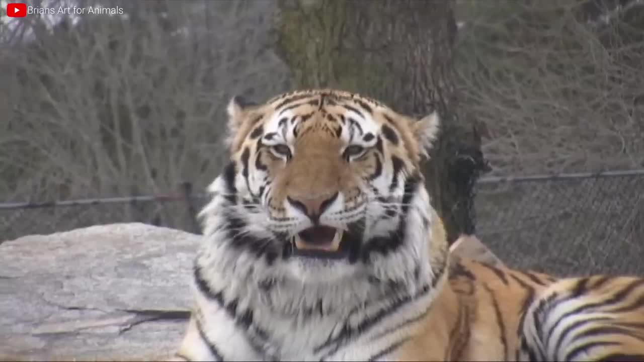 Lion VS Tiger Real Fight - Tough Creatures