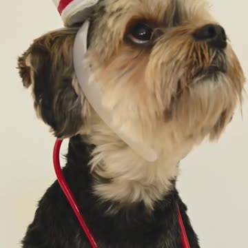Funny Dog Wearing a Nurse Costume #Shorts #dog #animals