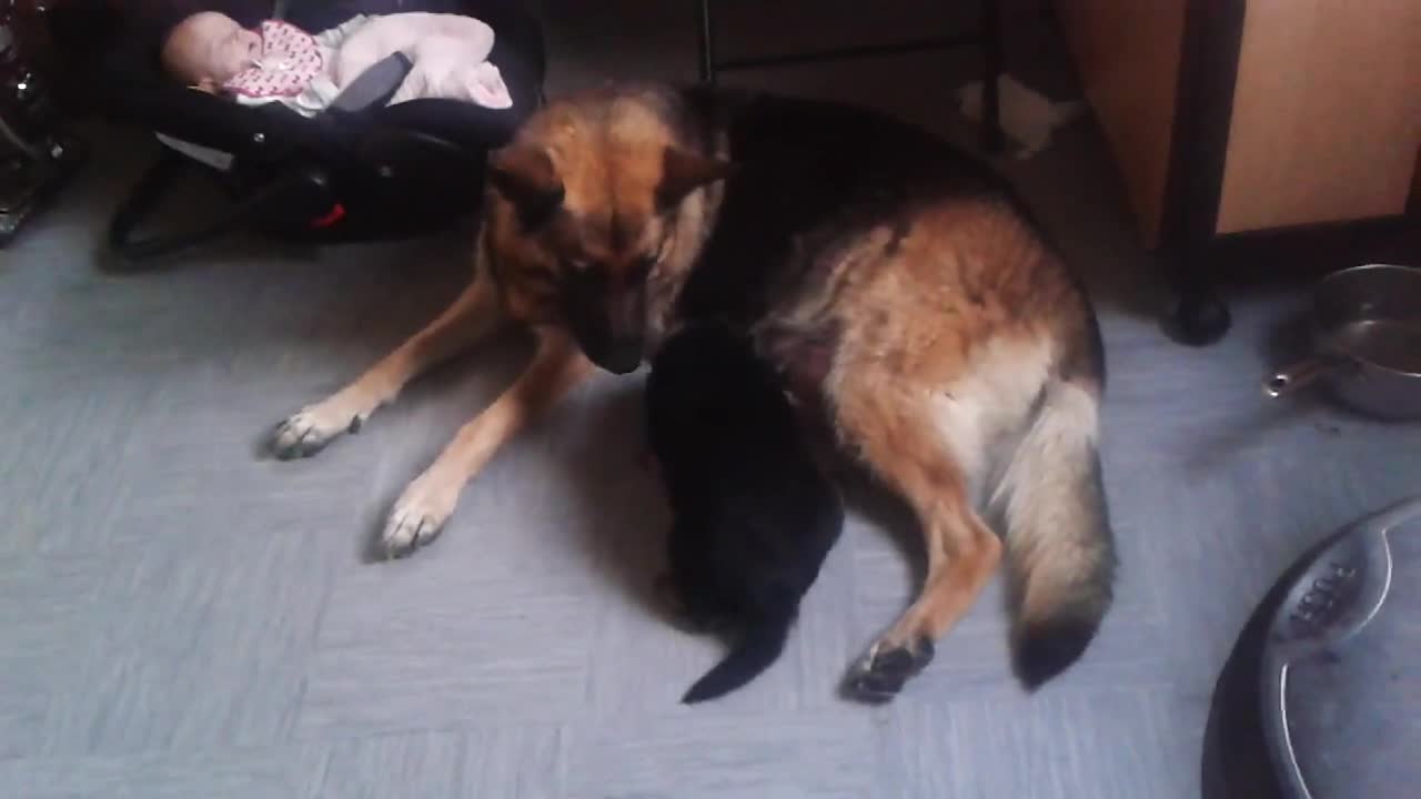 German shepherd mom teaching pup bite inhibitionlovelylovely