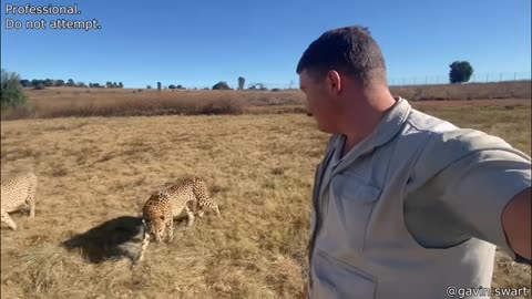 Dog Saves Baby Duck