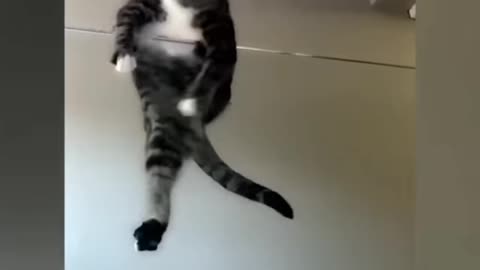 Funny cat videos