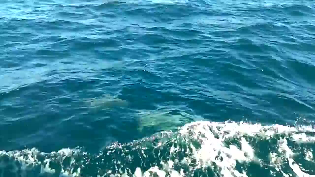 Baby Dolphins off the coast of Queensland, Australia