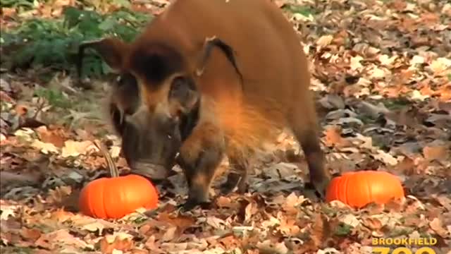 Animals Receive Halloween Pumpkins