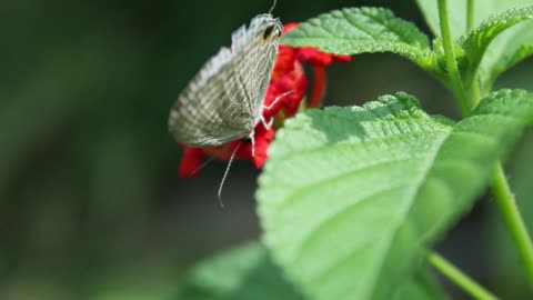 The world of beautiful insects