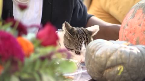 Los Angeles' homeless gets free Thanksgiving meals