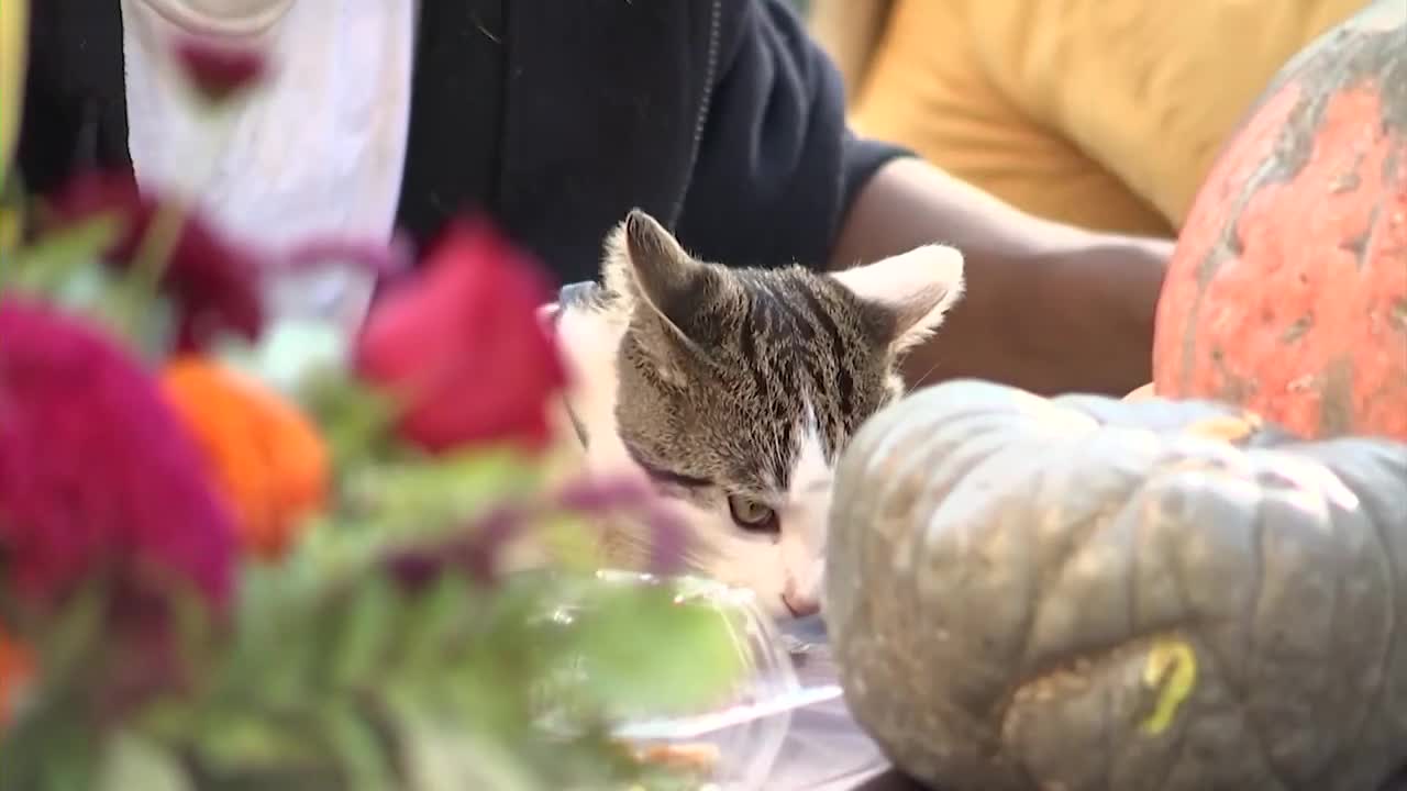 Los Angeles' homeless gets free Thanksgiving meals