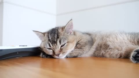 I feel happy when I see kitten living leisurely