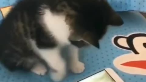 Animals Funny Videos Try not to laugh