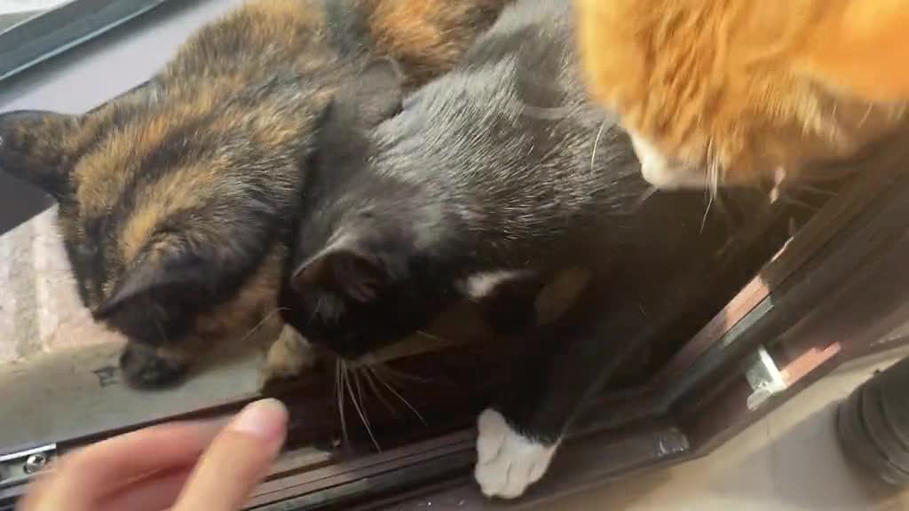 Stray cats are angels from a previous life