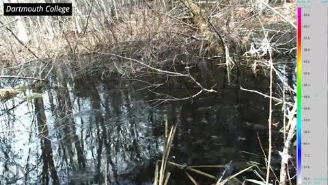 This camera can pick out individual singers in a frog chorus | Science News