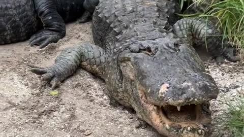 Happy gators live in Gator land 😁😁 look at that smile