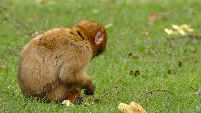 A brown monkey eats bread