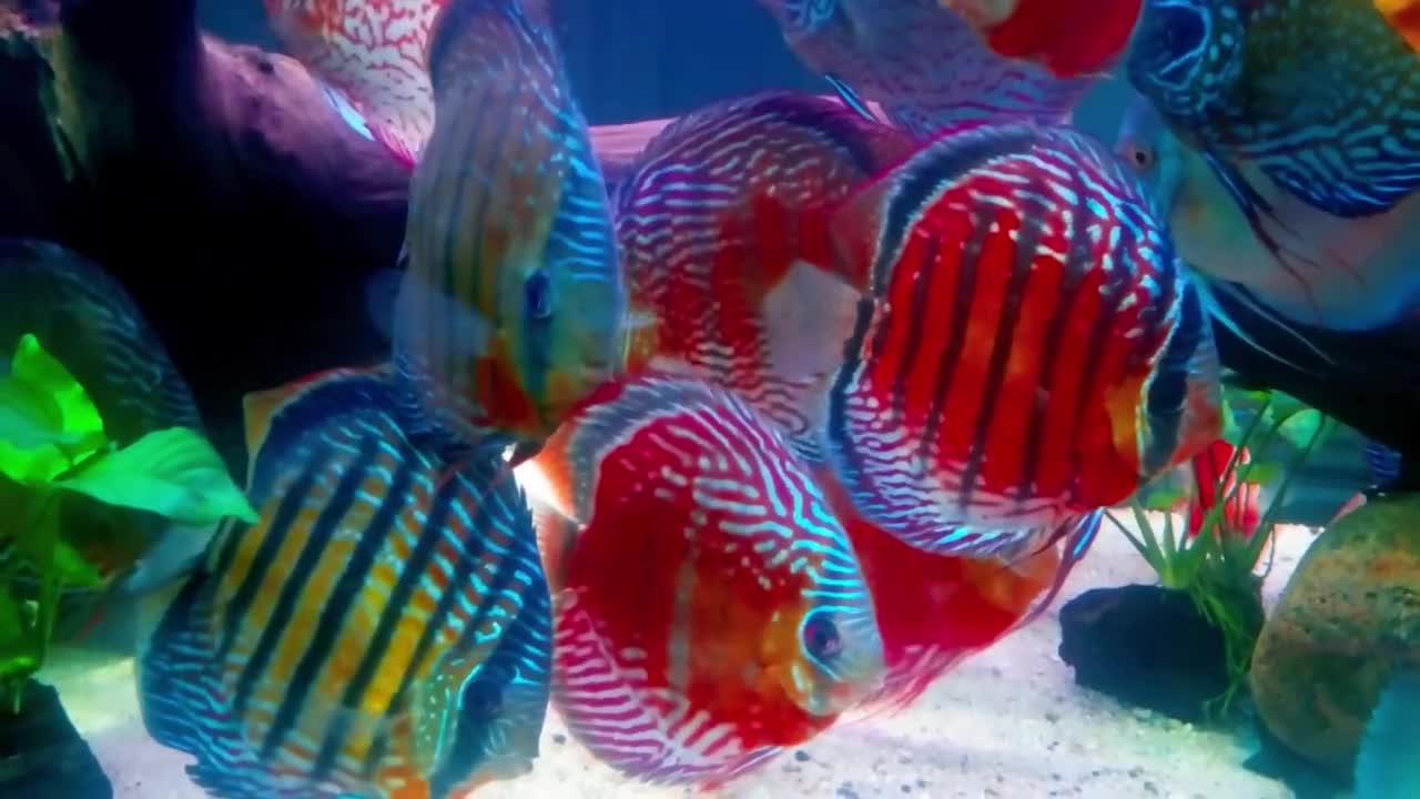 Beautiful discus tank