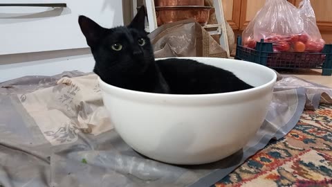 Black CAT and Bowl