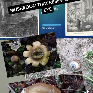 NATURE IS EYE ELEMENTS