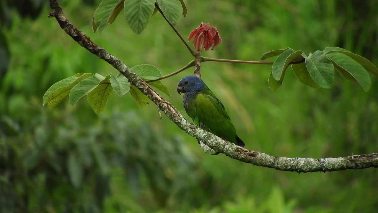 Nature Ave Parrot Fauna Colombia