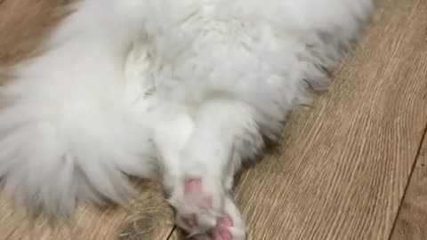 Video Funny Cats 42