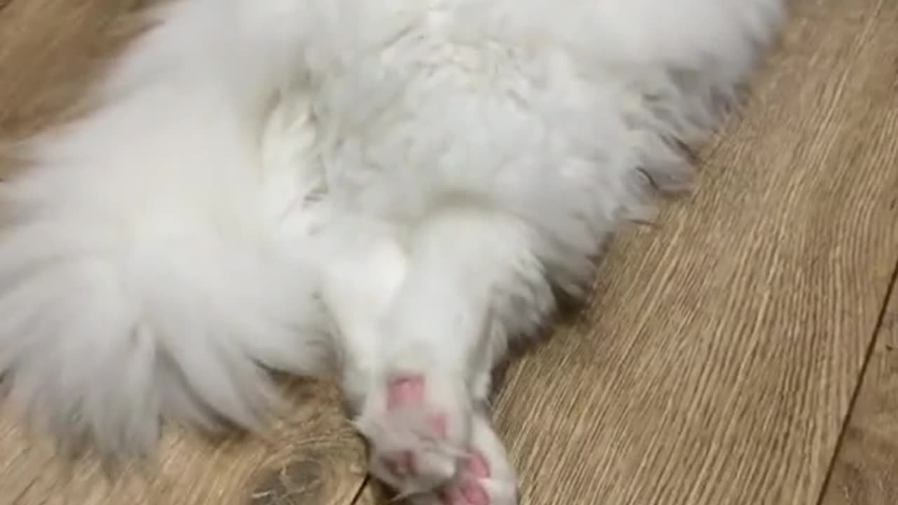 Video Funny Cats 42