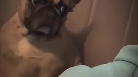 Funny jealous DOG #TRENDING
