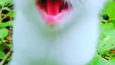 Cute cat 😺😺😺