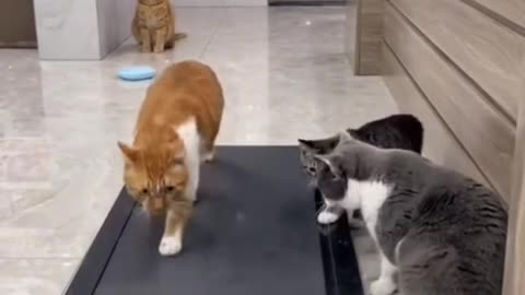 Compilation Funny Pets Video 6