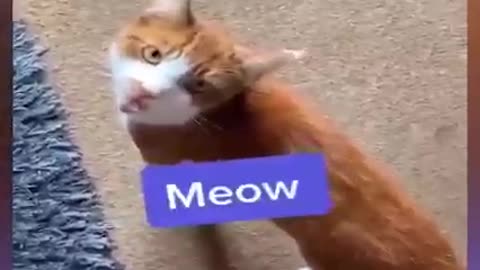 Funny pets