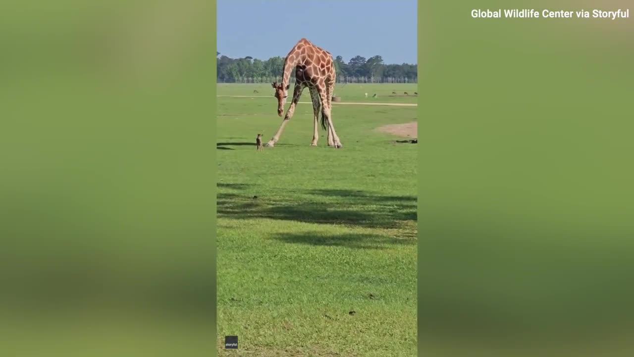 Giraffe inspects tiny deer. Imagine this from the little deer's perspective...