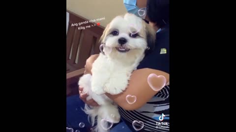 Cute & Funny Pet▐ TIKTOK