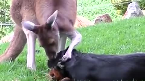 Dog and cat who love each other